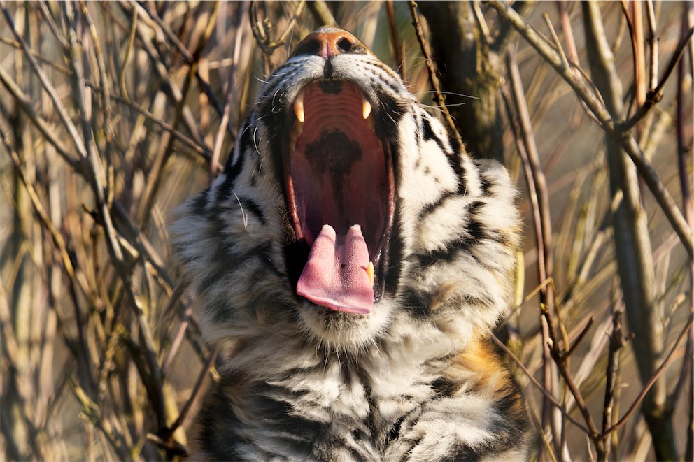 Tiger Yawn 0318